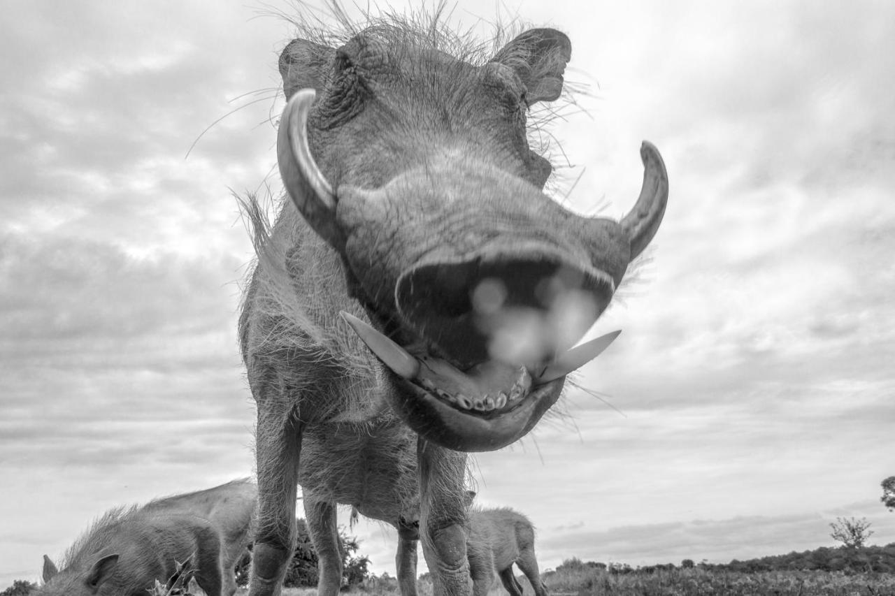 Pumba Private Game Reserve Ґрейамстаун Екстер'єр фото