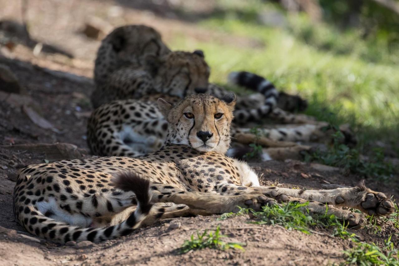 Pumba Private Game Reserve Ґрейамстаун Екстер'єр фото