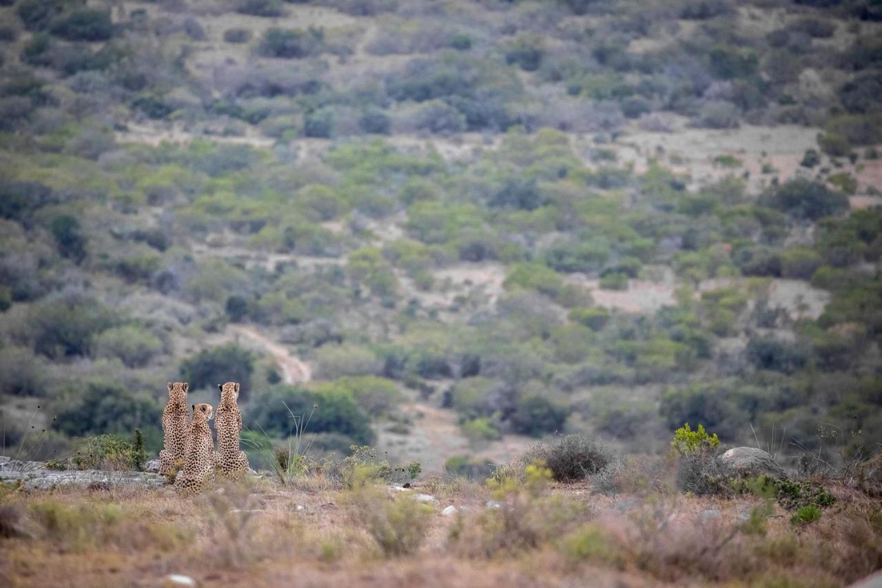 Pumba Private Game Reserve Ґрейамстаун Екстер'єр фото