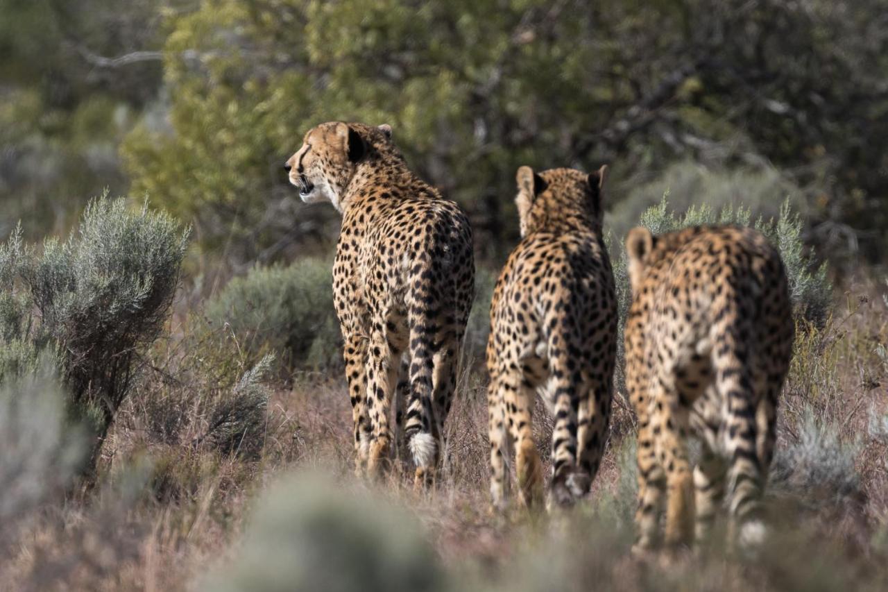 Pumba Private Game Reserve Ґрейамстаун Екстер'єр фото